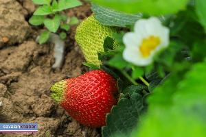 توت فرنگی Strawberry