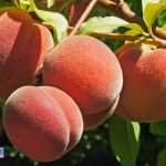 بررسی ۵ نهال شلیل که بیشترین باردهی را دارد