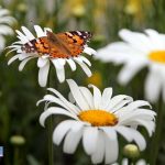بهارنمای نمین؛ وقتی بابونه‌ها مهمان‌نوازی می‌کنند