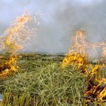 جزئیات آتش‌سوزی در مزارع فندقلوی نمین