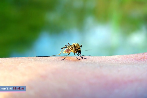 نشانه و درمان بیماری مالاریا، تب کنگو و وبا
