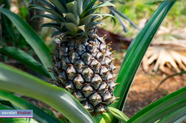 The wonderful benefits of pineapple juice