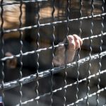 آزادی 11 زندانی در خلخال