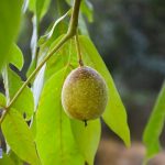 درآمد میلیاردی با احداث باغ مدرن در اردبیل