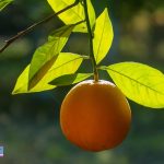 از پوست پرتقال استفاده بهینه کنید