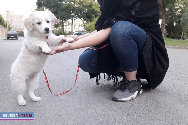 برخی از دلایل نگهداری حیوانات خانگی