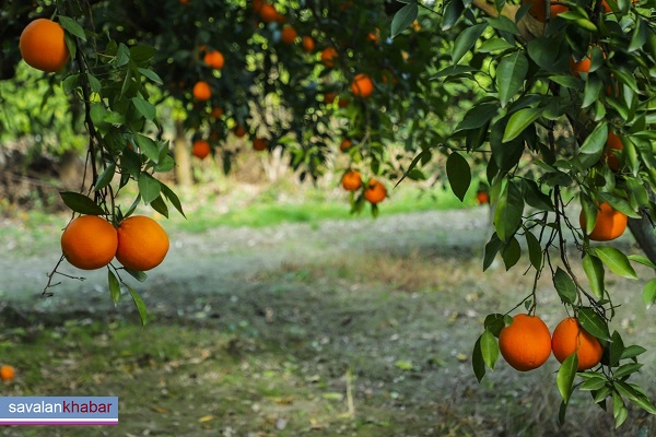 Optimize the use of orange peel