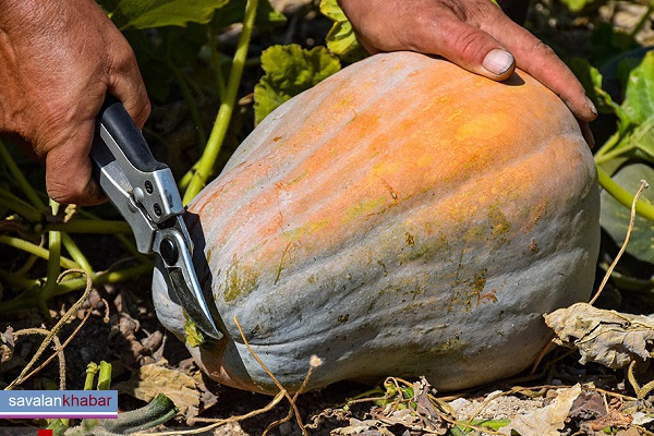 برداشت کدو حلوایی