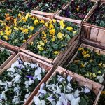 نقش‌آفرینی گل‌ها در زیبایی اردبیل
