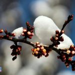 یخ زدگی درختان در فصل بهار