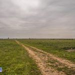 تخریب مرتع