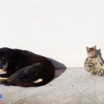 قهر سگ از گربه