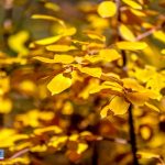 برگ زرد در فصل پاییز