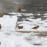 غذا دادن به پرندگان در زمستان  