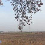 برگ های خشکیده در آلودگی هوا