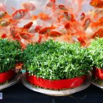 ماهی قرمز با سبزه نوروز