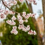 شکوفه های درخت