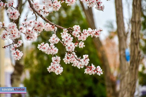 شکوفه های درخت  Tree blossoms