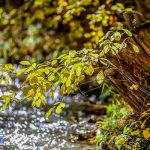 برگ درخت در فصل پاییز