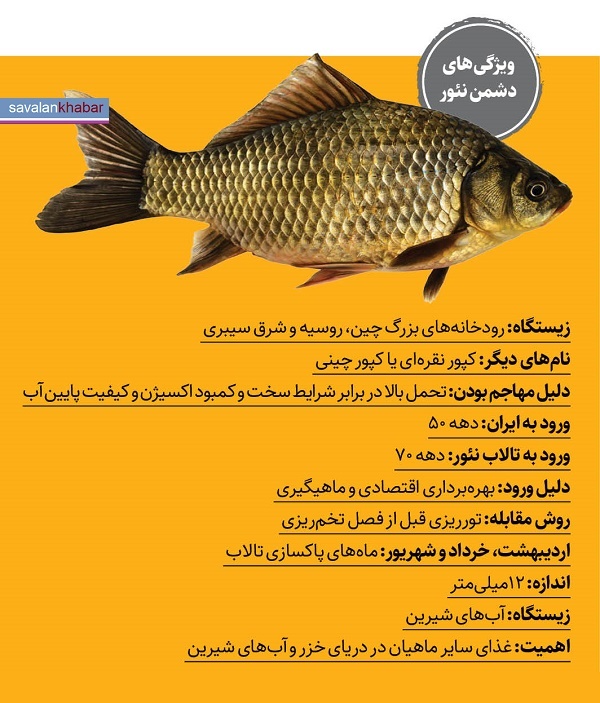 نئور