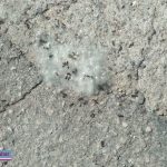 دلیل ازدیاد مورچه ها در شهر