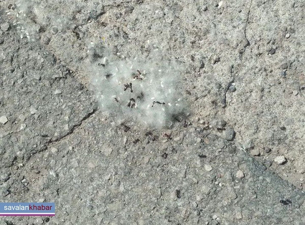 پنبه مورچه 
