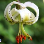 گلی کمیاب در نمین با شهرت جهانی