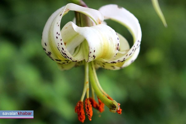 Lilium ledebourii